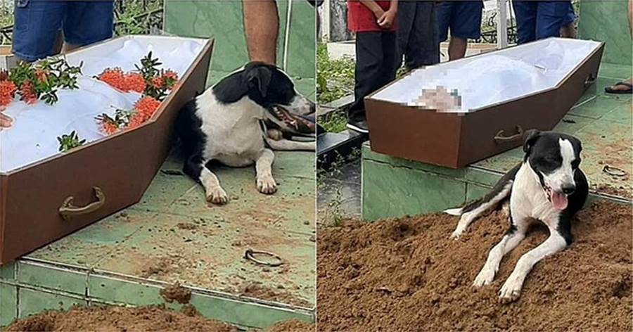 Da ambulância ao funeral, o cão não abandona o dono do falecido