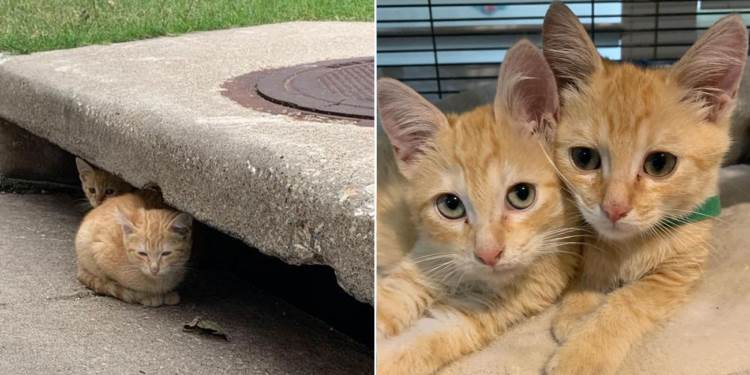 Irmãos gatinhos que vivem na cloaca são finalmente resgatados pelo médico; eles podem finalmente parar de passar fome