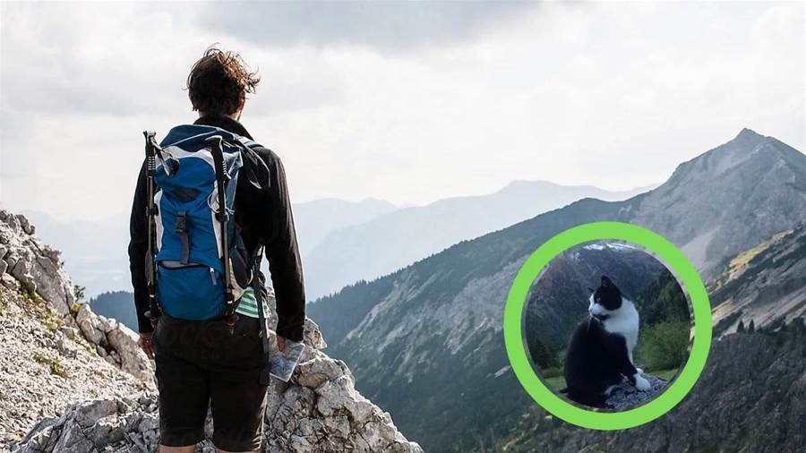 Um gato salva a vida de um homem ferido que se perdeu nos Alpes suíços.