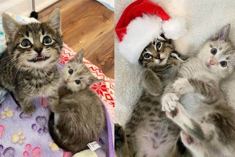 Os irmãos gatinhos concedem o desejo da mulher neste Natal depois que ela perde seu gato de 20 anos