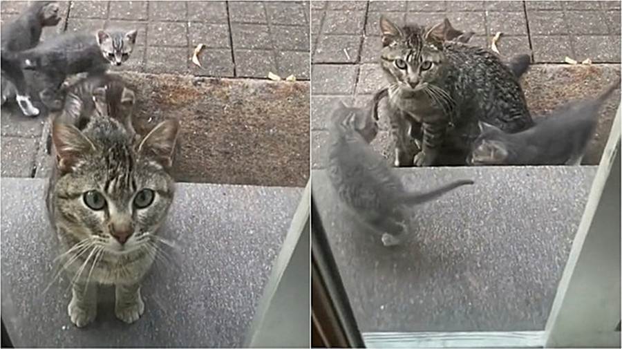 Gata de rua leva os seus gatinhos para  apresentar à mulher que a alimenta todos os dias