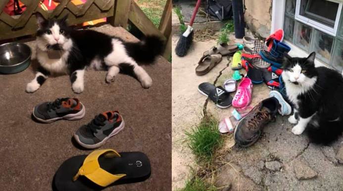 Conheça a história de Jordan, o ladrão de gatos que roubou mais de 50 pares de sapatos de seus vizinhos.