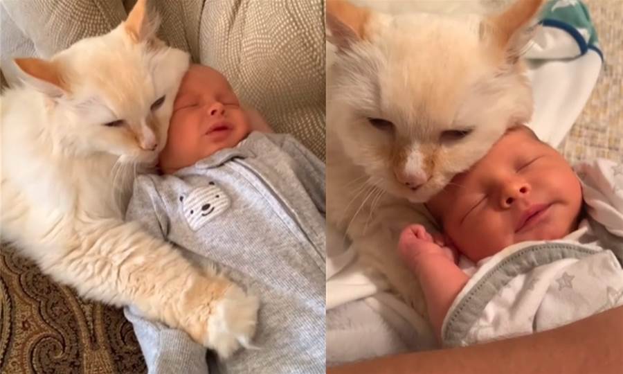 Gato se aconchega em bebê recém-nascido；momentos encantadores de união entre "irmãos"