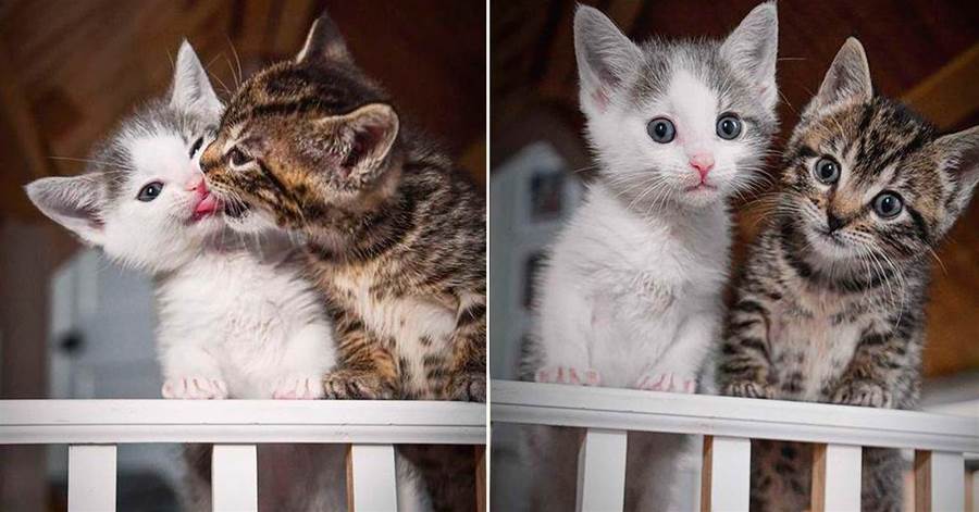 Dois gatinhos encontrados em um parque de trailers chorando por ajuda