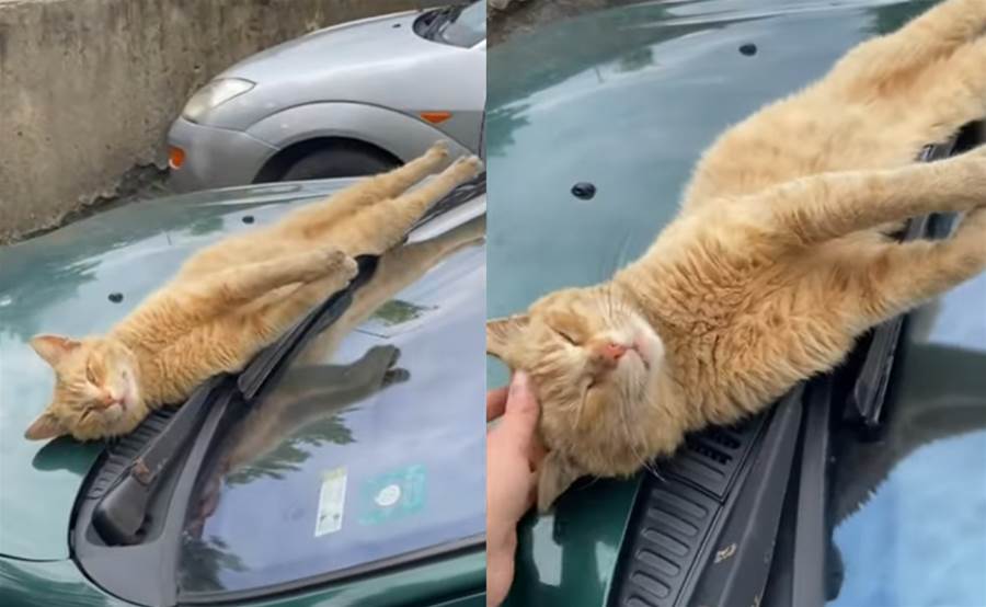 Gato finge estar dormindo em cima de um carro para ser adotado