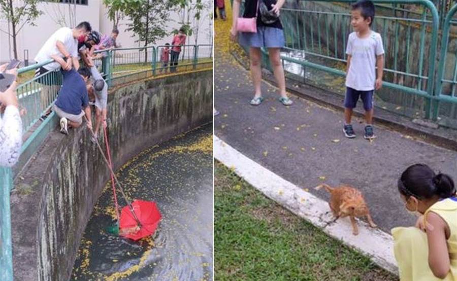 Pessoas de bom coração usavam um guarda-chuva para resgatar um gato preso em um canal