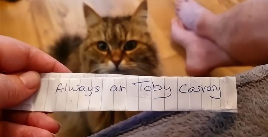 Um gato retorna a casa com um bilhete que faz sua tutora dar risada