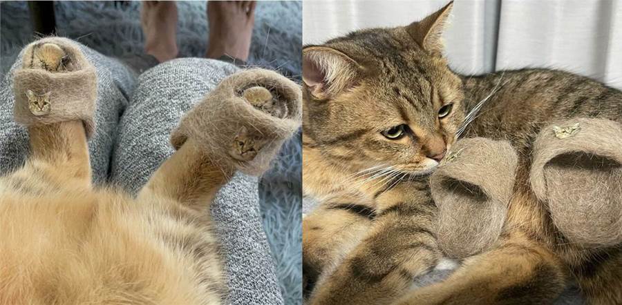 Este gato em chinelos feitos com peles próprias está se tornando viral