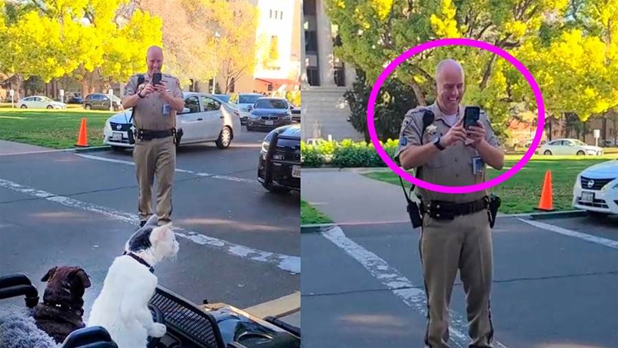 Policial desce de viatura para fotografar cão e gato andando de carrinho elétrico e ficou "só sorrisos"