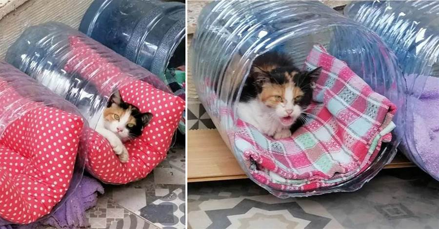 Mulher cria camas criativas para abrigar os gatinhos de rua que buscam por uma moradia mais confortável