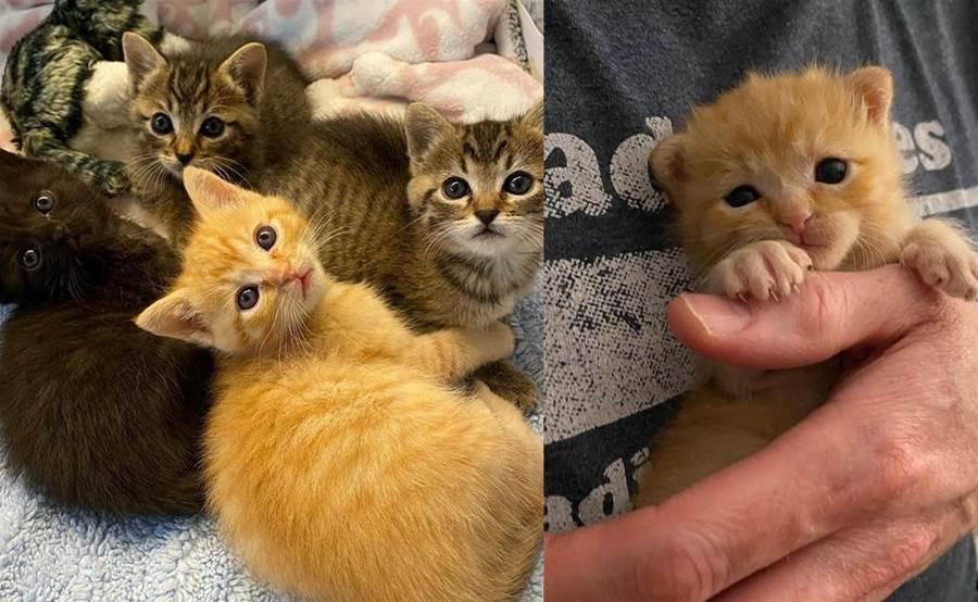 Quatro gatinhos encontraram uma família para ajudá-los e decidiram dormir em cada perna com que se deparam