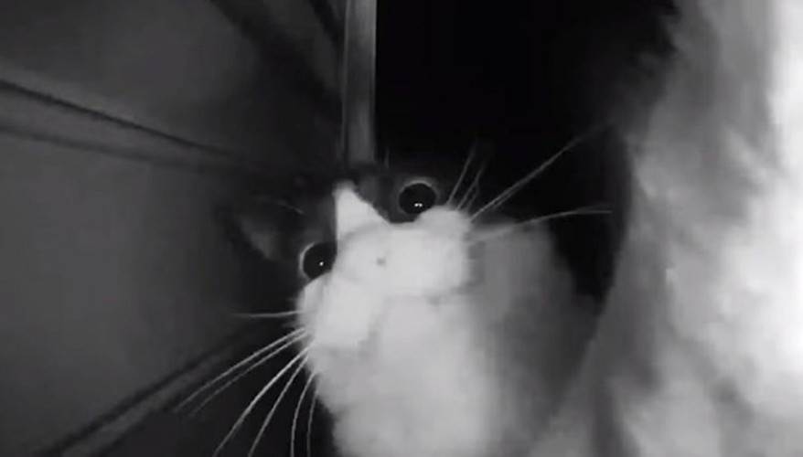 A câmera de segurança o gato registra tocando desesperadamente a campainha da porta para ser deixado entrar
