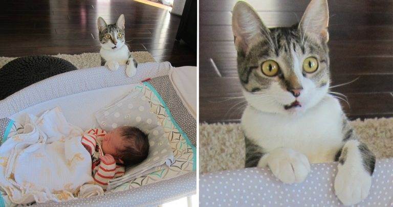 Casal não avisou o gatinho sobre chegada de bebê e ele ficou abismado
