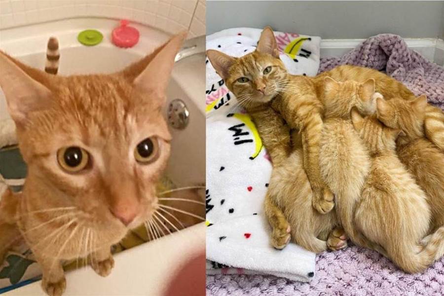 Uma gata encontrada no porão com seus 4 gatinhos em uma cesta de lavanderia quando a pessoa limpava a casa vaga