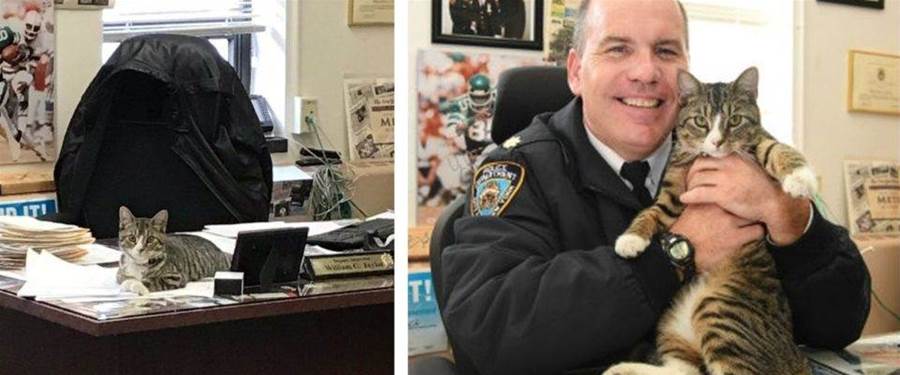 Policiais convencem o chefe a adotar um gatinho perdido como animal de estimação