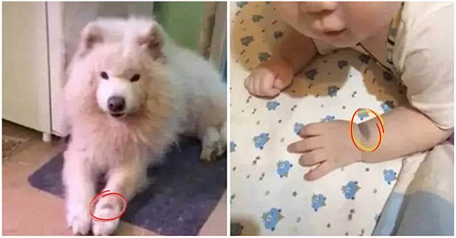 Reencarnação: Bebê nasce com a mesma marca de cãozinho falecido da sua mãe