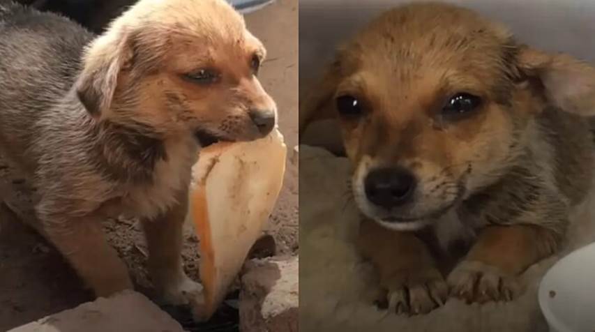 Cão filhote é resgatado em lixão e oferece pedaço de pão como forma de agradecimento