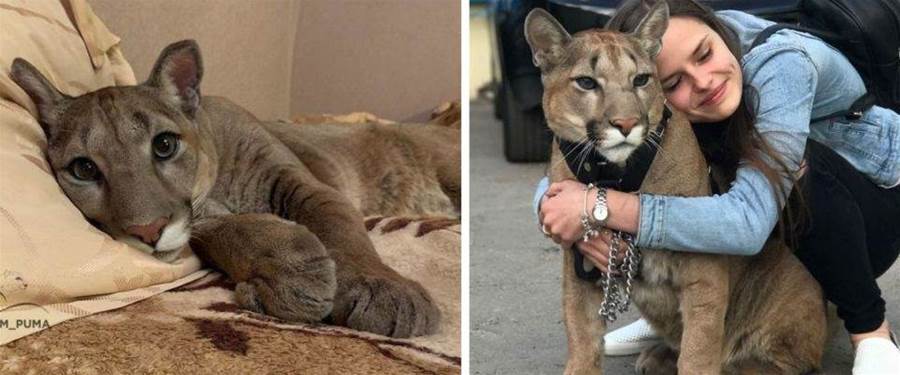Puma resgatado do zoológico vive como um gato doméstico mimado