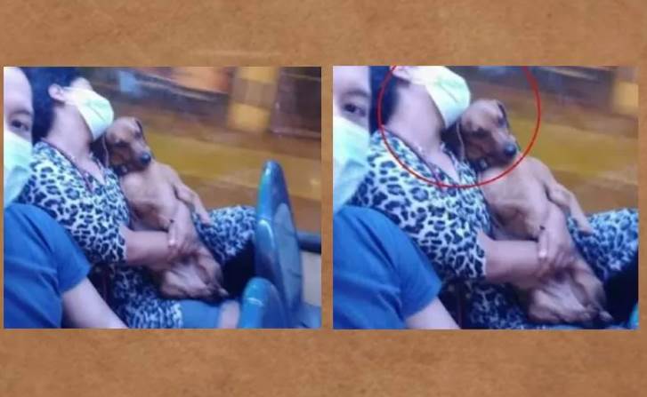 Cachorro deitado no colo da mulher dormindo encanta e faz sucesso na internet