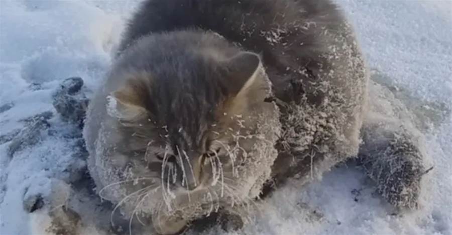 Um gatinho de resgate com quatro patas congeladas que não conseguiam nem se mover